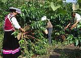 Free Shipping 500g Green Gaoligongshan Coffee Beans Grow On 1400M China YUN NAN Plateau