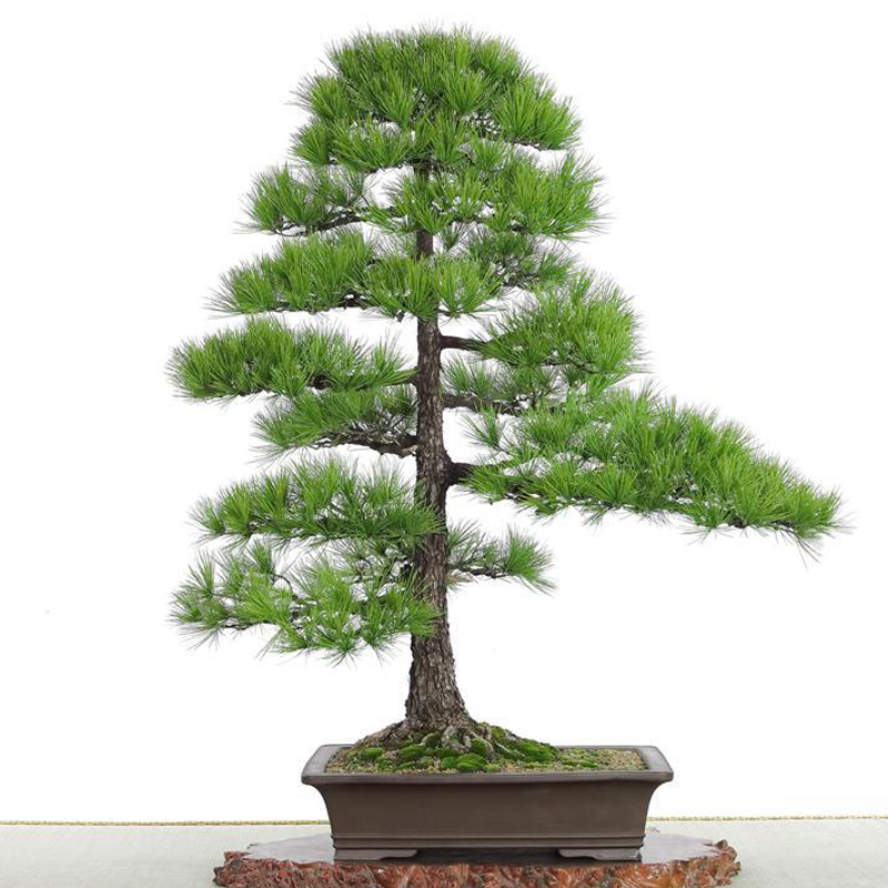 mature japanese black pine bonsai amazing cock penetration