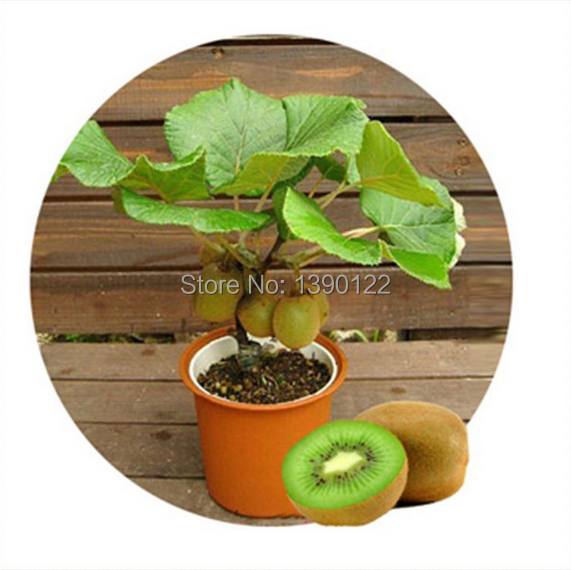 200 rare bonsai kiwi seeds send 20 bonsai lemon seeds for gift fruit seeds for DIY