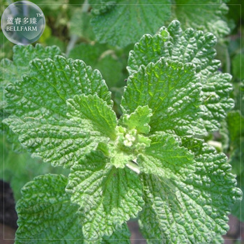 BELLFARM Imported Horehound Seeds, Professional Pack, 20 Seeds, widely used to flavor juices and teas E4224
