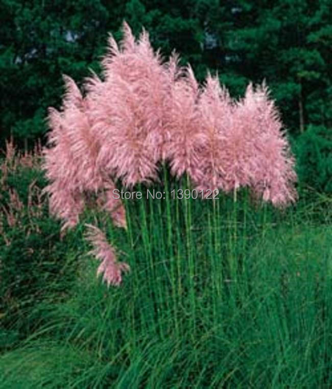1200 PCS package PAMPAS GRASS seeds rare reed flower seeds for home garden planting Selloana Seeds