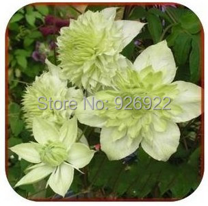 Clematis Hybridas clematis seed clematis flowers mix color 200 pieces bag