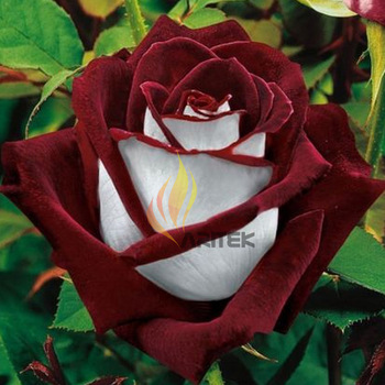 1 Professional pack, 420 seeds / pack, LOVE IN ROSE RARE ROSE BUSH RED WHITE TEA ROSE #A00020