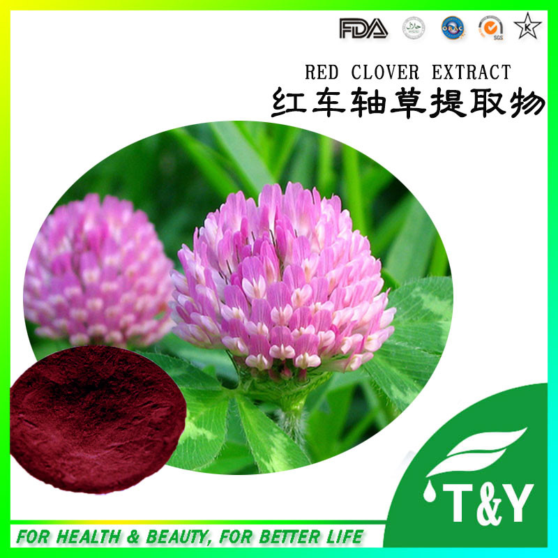 Best quality and professional of Red Clover Extract, 10:1, 20:1, 30:1, Red Clover Extract