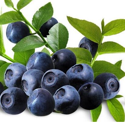 50pcs capsule (1.76oz)European Bilberry Fruit Extract 25% Anthocyanosides Powder stronger antioxidant free shipping