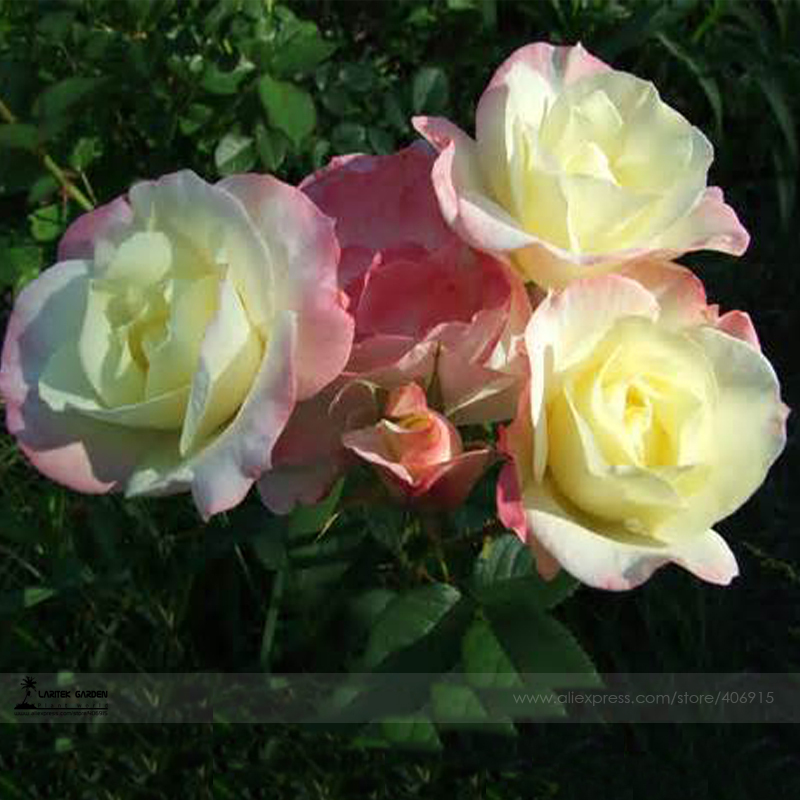 1 Professional Pack, 50 seeds / pack, New Kathy Wade Hybrid Tea Rose Shrub Flower Seeds #A00211