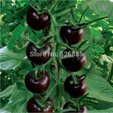 Black Pearl tomato seeds, fruit tomato seeds, non-GMO – 20 Seed particles