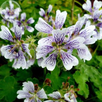 White Purple Lobed And Finely Wrinkled Geranium, 5 Seeds, pretty good light up your garden E3904