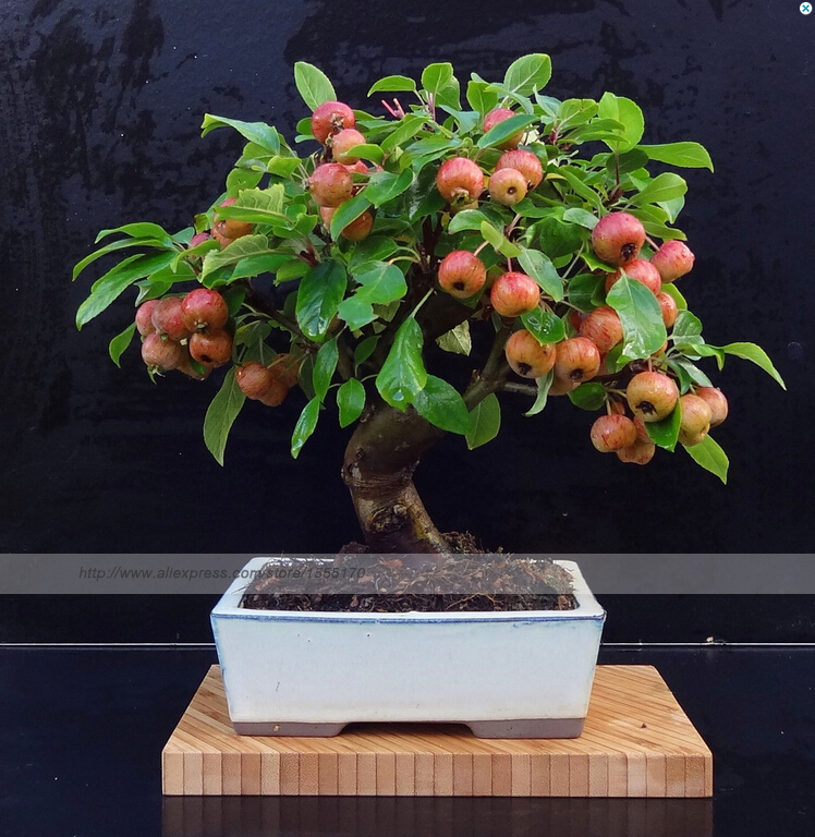 Brussel's bonsai nursery coupon code