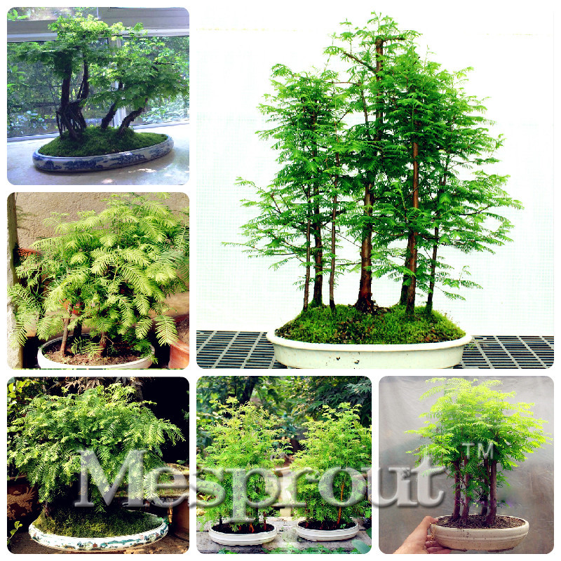 Compra bosque de pinos online al por mayor de China, Mayoristas de