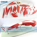 CMAM MUSCLE18 New 23 Parts Human Leg Muscle Anatomy Model for Hospital School Education