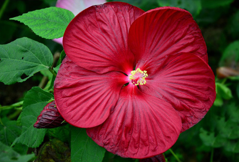 Giant Hibiscus Flower Seeds Garden &amp; Home Perennial Potted