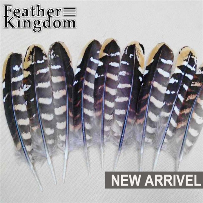 Reeves pheasant feather 8