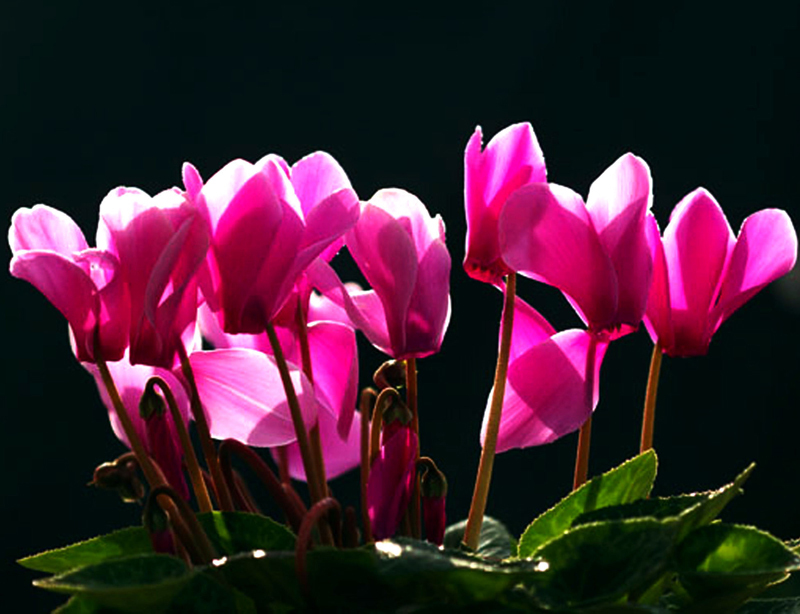 Free Shipping Flower Seeds Cyclamen Skgs Sowbread Seeds Flowering Plants Indoor Balcony Bonsai About 5 Particles
