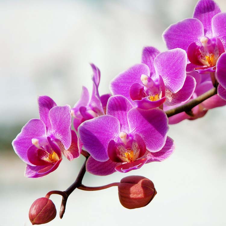 Phalaenopsis 100%