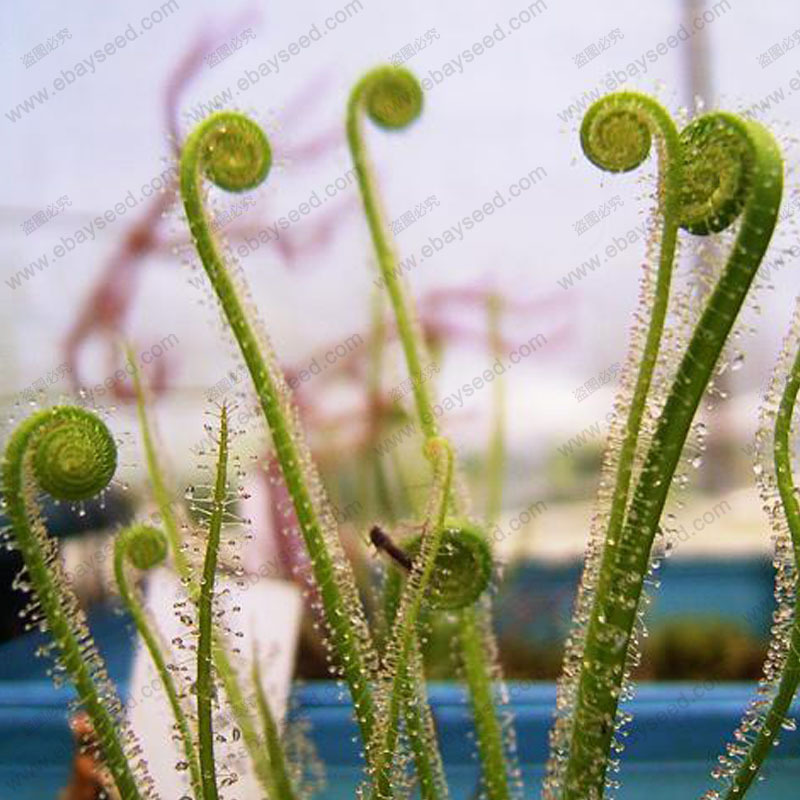 Sundew Clip Venus Flytrap Seeds Insectivorous seed Garden Plant Seeds Bonsai Family Potted 100 PCS