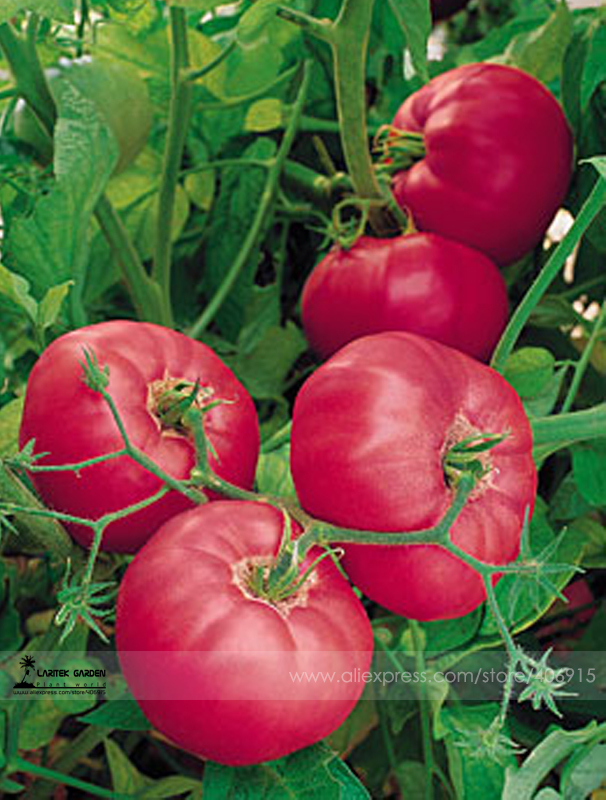 Rare Brand Boy Hybrid Rose Pink Big Tomato Seeds, Professional Pack, 100 Seeds / Pack, Tasty Rich Brandywine Flavor Tomato E3070