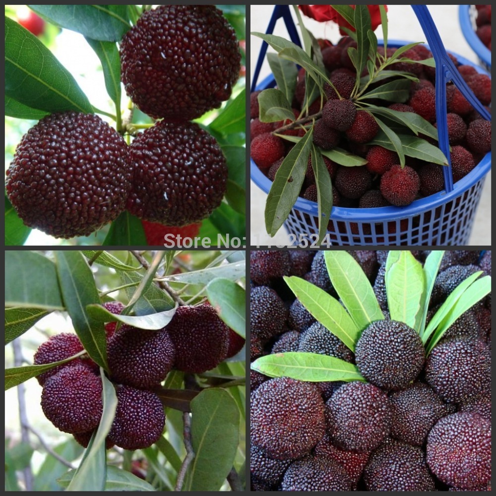 10 SEEDS Chinese Black Bayberry Seeds, Yangmei Tree Seeds, Delicious Appetizers Fruit * Free