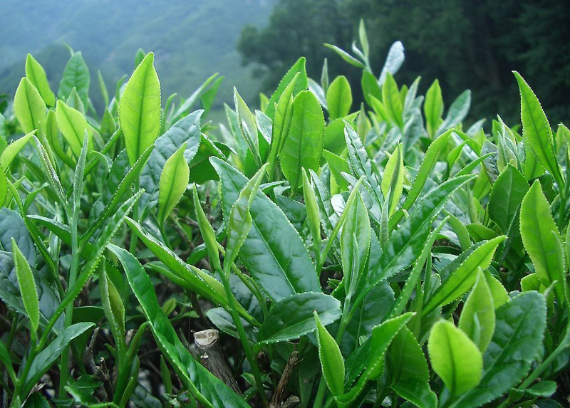 Good quality 250g BiluoChun Green Tea Jiangsu Green Snail Spring Zip bag package Pilochun Tea Promotion