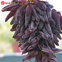 100 Seeds / Pack Very Rare Witches Finger Grape Seeds Advanced Fruit Seed Natural Growth Grape Delicious Fruit Plants