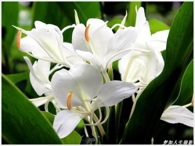 flower seeds bonsai canna lily seeds ermine tropical house plant white flowers garden decoration potted 10seeds b087 house plants google search - White Flowering House Plants flower seeds bonsai canna lily seeds ermine tropical house plant white flowers garden decoration potted 10seeds b087 house plants google search - White Flowering House Plants