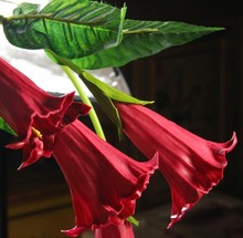 Flower Datura Seeds, Original Package 100 pcs per bag Mix color Devil Seed flower DIY HOME PLANT