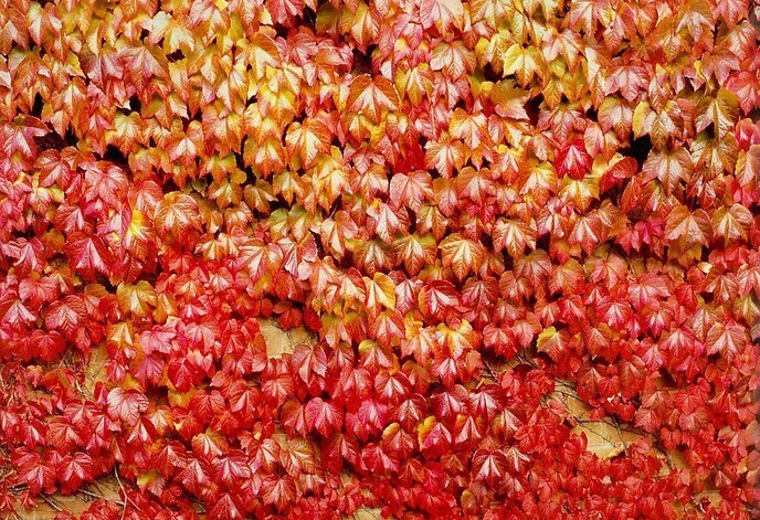 Free-shipping-Flower-seeds-Boston-ivy-Seeds-50PCS-Parthenocissus-Foliage-Flower-Green-Plant-Home-Gardening-Climb (4)