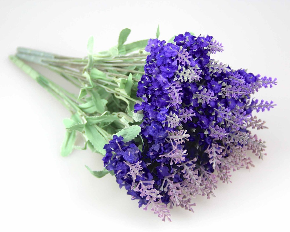 top 28 buy lavender flowers growing lavender planting caring for lavender plants buy top 28 buy lavender flowers growing lavender planting caring for lavender plants buy