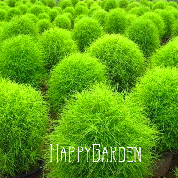 grass seeds perennial 100 pieces lot grass burning bush grass seeds perennial 100 pieces lot grass burning bush