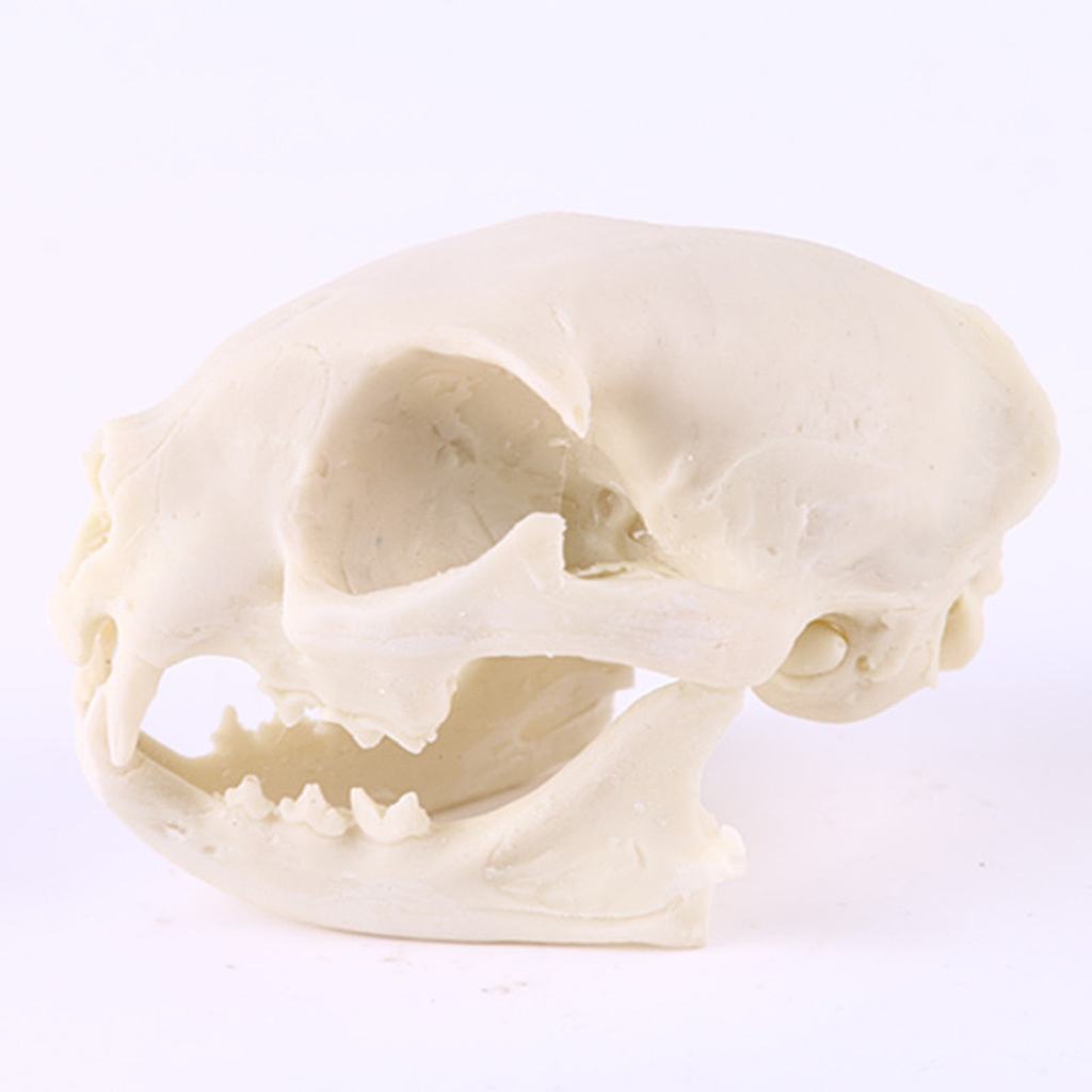Lifelike Cat Skull Resin Head Skeleton Figurine Halloween Decor Prop