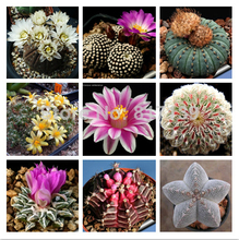 Foliage plant Ball Cactus,Ball Cactus seeds, Foliage plant seeds, about 20 particles