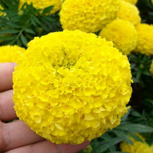 Aliexpress.com : Buy Potted flower seeds Tagetes erecta, yellow aztec 