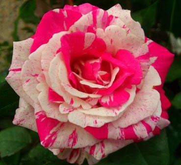 White-Strip-Shrub-Rose-Flower-Seeds-100PCS-Rare-Bush-Rose-Flower-seeds-Yello-Red-Pink-Purple-Garden