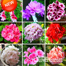 Big Sale!20 Pcs/Bag Geranium Seeds Perennial Flower Seeds Pelargonium Peltatum Seeds, 17 Colors Available,#U6N8BX