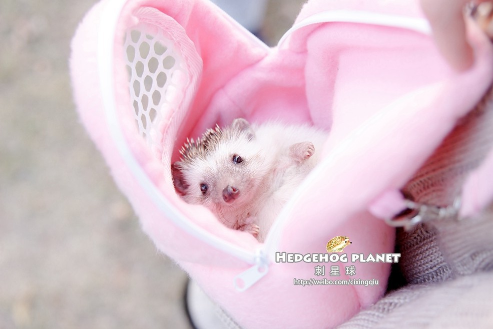 TB2XXYzbFXXXXaXXXXXXXXXXXXX-129774407