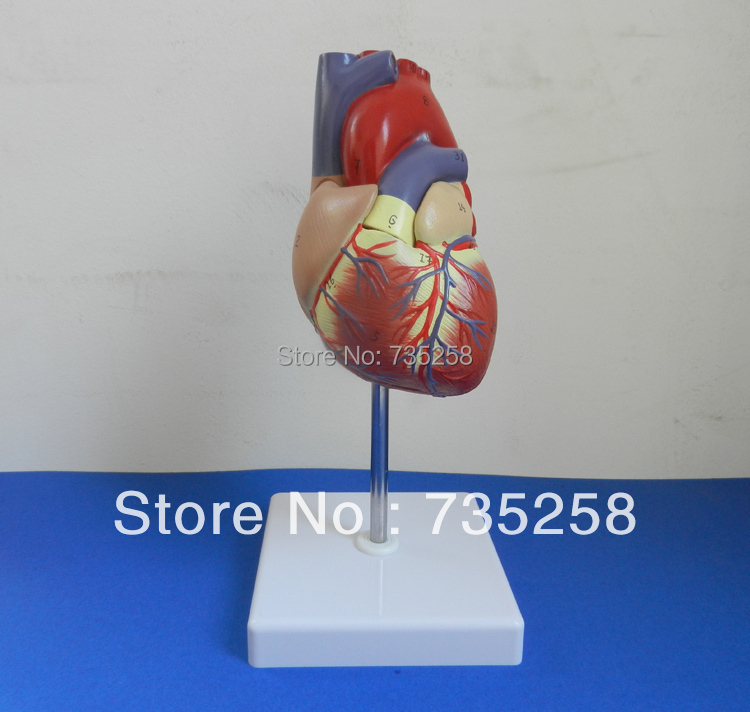 1:1 Simulation Model Of Cardiac Anatomy ,Human Heart Model