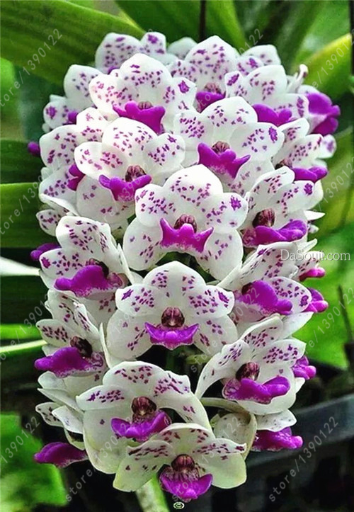 100 шт. Cymbidium орхидеи, Cymbidium семена, бонсай семена цветов, 22 цветов, чтобы выбрать, завод для дома сад