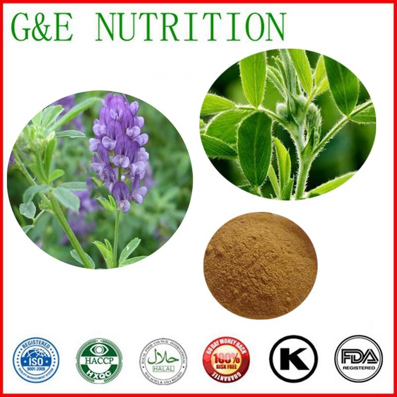 700g Lowest price Alfalfa/ Medicago sativa Linn/ clover/ lucerne/ purple medic Extract with free shipping