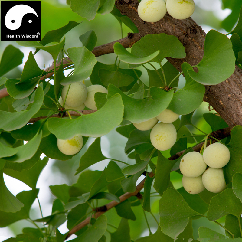 Dried Chinese Ginkgo Biloba Tree Fruits Nurtual Herbal Nuts Organic Lower Blood Pressure Health Care Herb