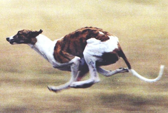 http://g02.a.alicdn.com/kf/HTB1FTlwIXXXXXcUXXXXq6xXFXXXK/Racing-Running-Greyhound-Animals-Dog-Pet-Portrait-Hand-Painted-Classical-Home-Decor-Oil-Painting-on-canvas.jpg