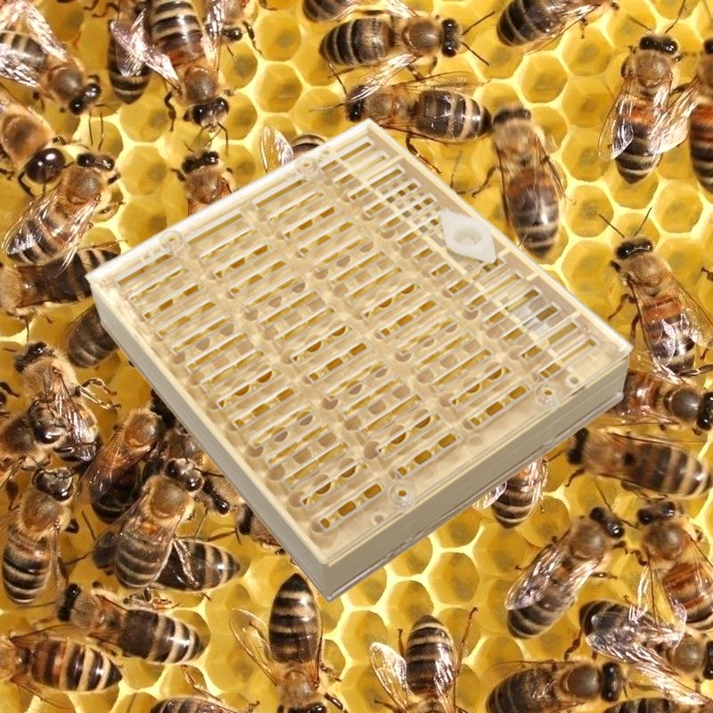 10Pcs Beekeepers Bees Grafting Retractable Beekeeping Tool for Queen Rearing DIY 