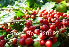 500g High Quality 2013 Fresh China Yunnan Small Arabica AA Green Raw Coffee Beans Grow On