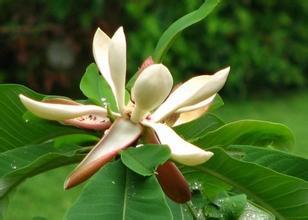 1000g natural plant extract 10:1 Magnolia Bark Extract powder Magnolia officinalis extract