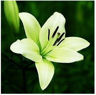 New lily Plants indoor bonsai perfume lily seeds lily flower seeds 50 seeds