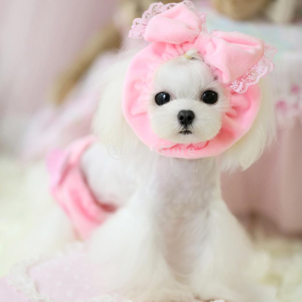 girl dog accessories
