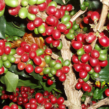 JinQing Featured Single Products Top Yunnan Baoshan Iron Pickup Rare Than Blue Mountain Arabica Green Coffee