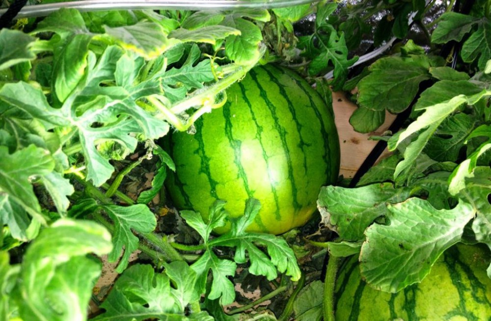 watermelon_zps6f874bc2