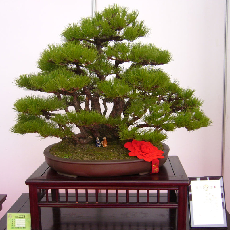 Hot 60 PCS Thunbergii Seeds Black Pine bonsai Tree Seeds Potted Plants Balcony Seating Japanese Pine