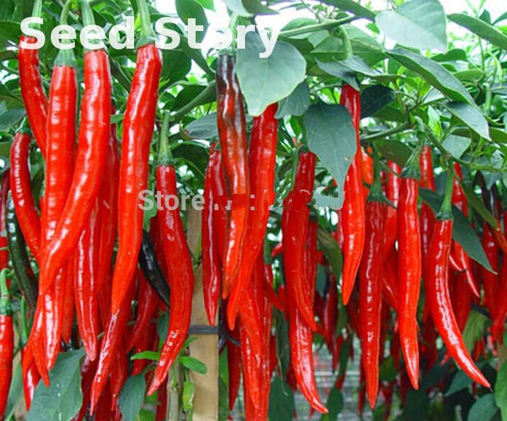 red pepper tree reviews online shopping red pepper tree red pepper tree reviews online shopping red pepper tree