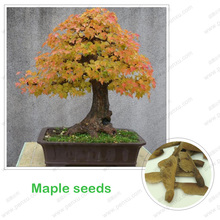 Acer palmatum seeds red maple bonsai tree seeds 100 true seed kind shooting 30 particles bag